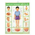 Poster - Parts of the Body