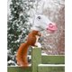 Squirrel Feeder - Unicorn