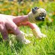 Finger Puppets - HandiPug