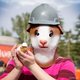 Head Mask - Guinea Pig