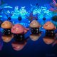 Racing Blobfish